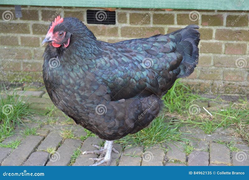 Spelers Bewaren Miljoenen op de Legendairse Chicken Road Slotmachine, chicken road casino